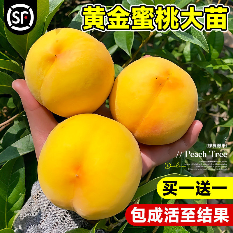 黄金蜜桃苗特大嫁接桃树苗鹰嘴桃盆栽地载南北方种植耐寒当年结果