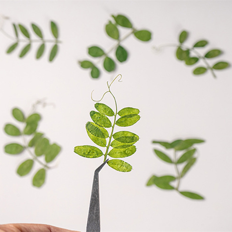 马豆叶批发压花押花干花批发DIY 植物标本工艺品儿童手工材料书签