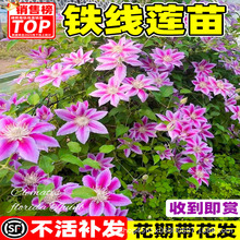 �F��ɏ������ֲ��ͥԺ�ͺ��Gֲ��������а��y���̨�ļ���Ԯ����