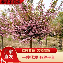 һ�����l�������Ļ�����ͥԺ�ͺ�ֲ�ﴹ�z�����҃����ļ��_������