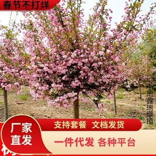 һ�����l�������Ļ�����ͥԺ�ͺ�ֲ�ﴹ�z�����҃����ļ��_������