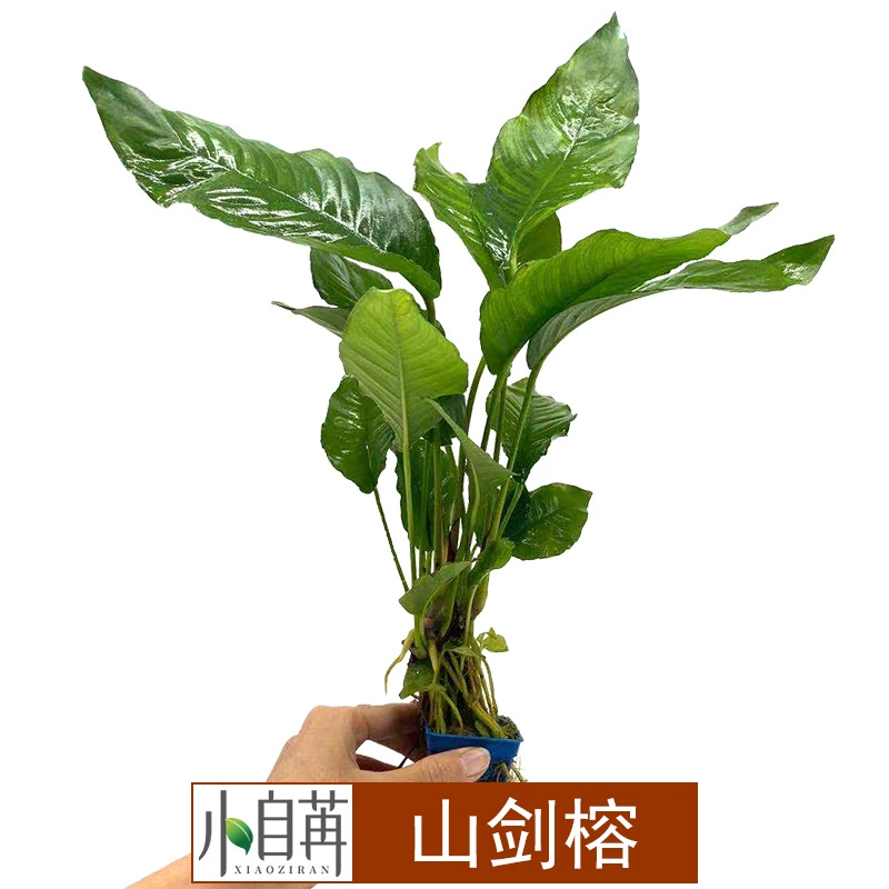 Shanjian Banyan Water Banyan Водная трава живая оптом аквариум озеленение настоящая водная Трава Аквариум Декоративные украшения отрицательный Хороший