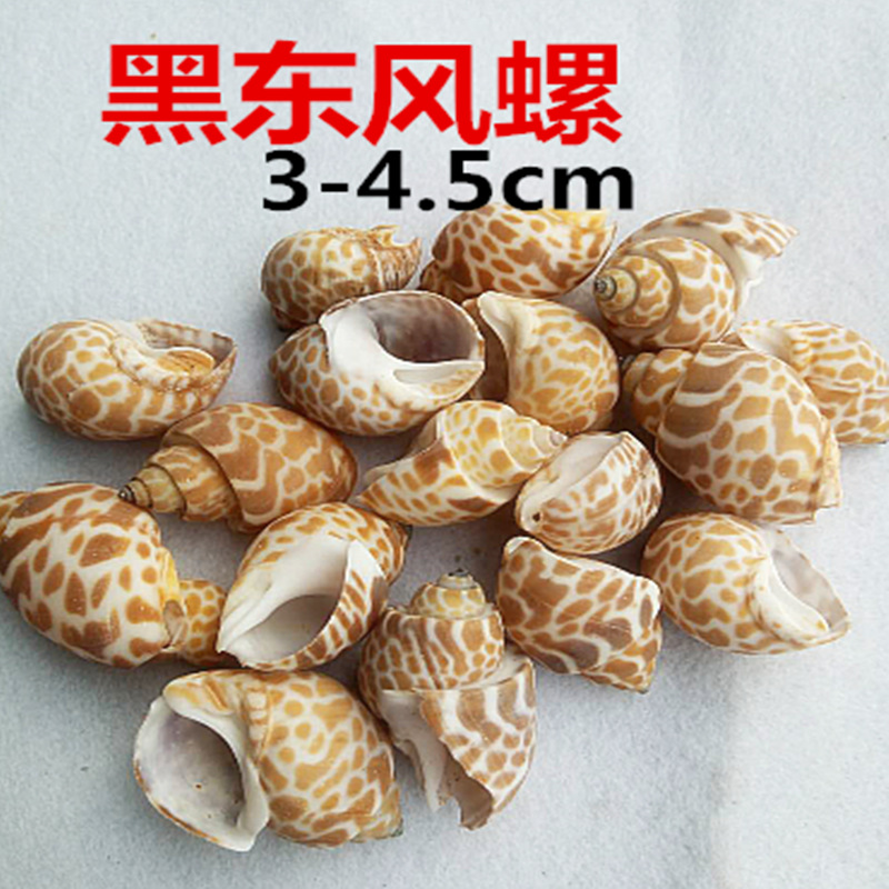 흑동풍달팽이 4-6cm