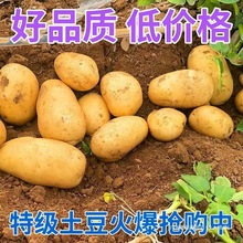 �SƤ�����F���r�����l�����R��������S�����r�߲�2025���^