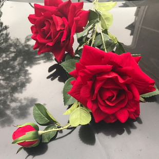 3�^��̖�q��õ����滨õ���̖��cõ��ٻ��¼���õ�廨���b�