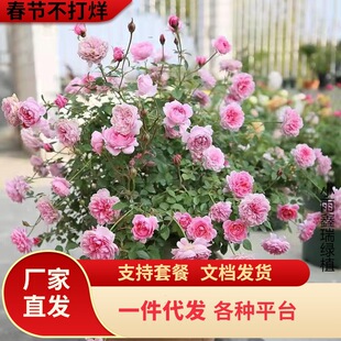 һ�����l�����_��õ�廨��19Ԫ6�w�ļ����󻨰�ֲ���҃��^���¼�