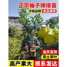柚子树苗沙田嫁接苗红心蜜柚三红蜜柚特大果树果苗南北方庭院种植
