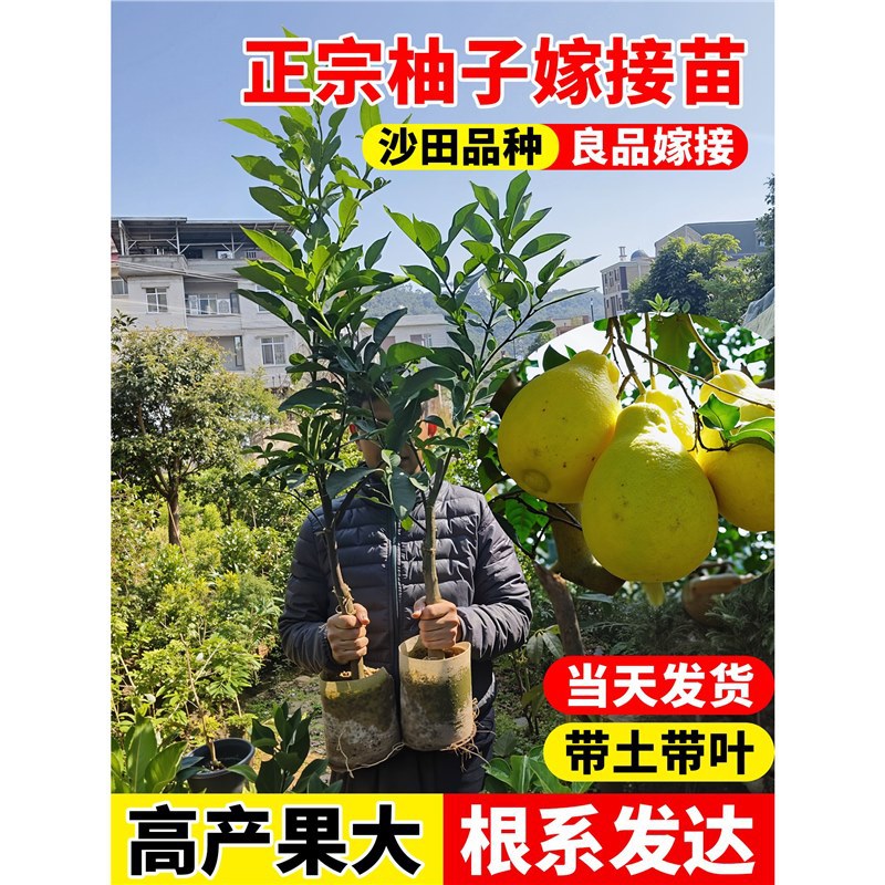 柚子树苗沙田嫁接苗红心蜜柚三红蜜柚特大果树果苗南北方庭院种植