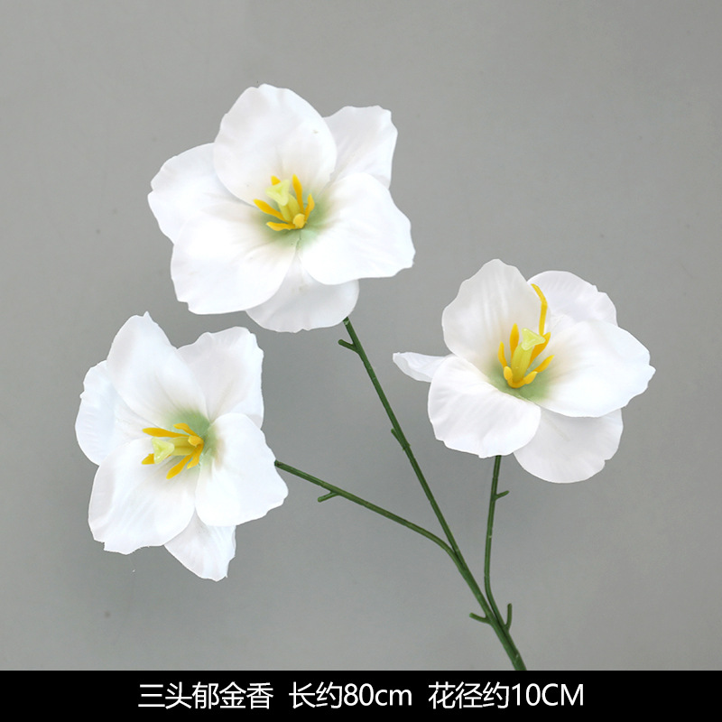 San head tulip