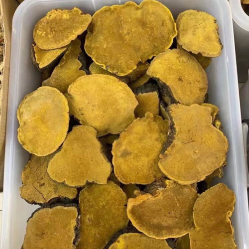 Wholesale wild-grown Ganoderma lucidum (Reishi mushroom), mulberry, and Phellinus igniarius sourced from Tibet. Drop shipping available.