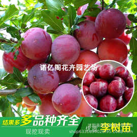 蜂糖李子树苗嫁接特大晚熟脱骨青脆李子果树苗南北方种三华李树苗