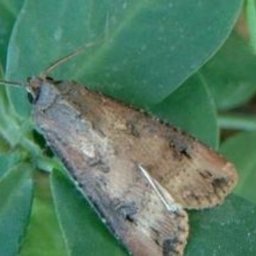 西部灰地老虎引诱剂 Agrotis orthogonia（进口）诱芯 信息素