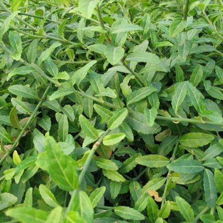 Прямые продажи базовых растений для залежей, малолистового филодендрона, ползучих лиан, саженцев для ландшафта двора, скидки на большие объемы.