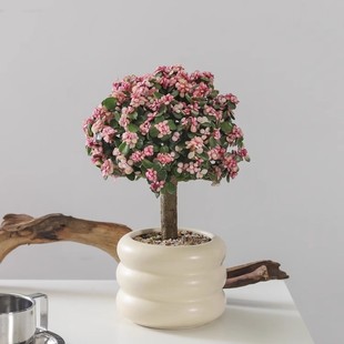 Blooming Prosperity Golden Branch Jade Leaf Lollipop Large Succulent Plant Potted Indoor Living Room Flower Blooming Green Plant