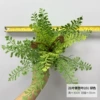 21 лист, Yinxingye (малый)