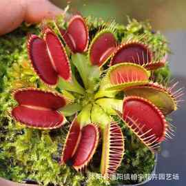 【跨境供货】捕蝇草种子食人花猪笼草盆栽食虫花种子食蝇草花种籽