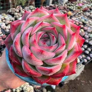 French Rose Succulent Plant Large 9cm Combination Expensive Potted Plant Office Desk Balcony Radiation-Proof Easy to Maintain