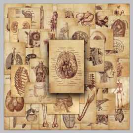 50张复古人体解剖笔记科学手账素材贴纸批发手机壳收纳箱墙面贴纸