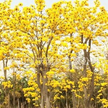 �S��ֱ�N��ȫ��13���ֶ໨�S���L�ľ���ɻ�ߵļ�ֲ��