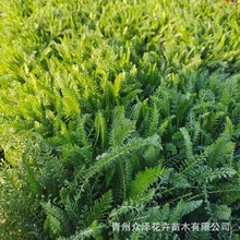 ���ǧ�~��ݱ�ֱ��ֲ��¶��Nֲ�����޸����ܻ���