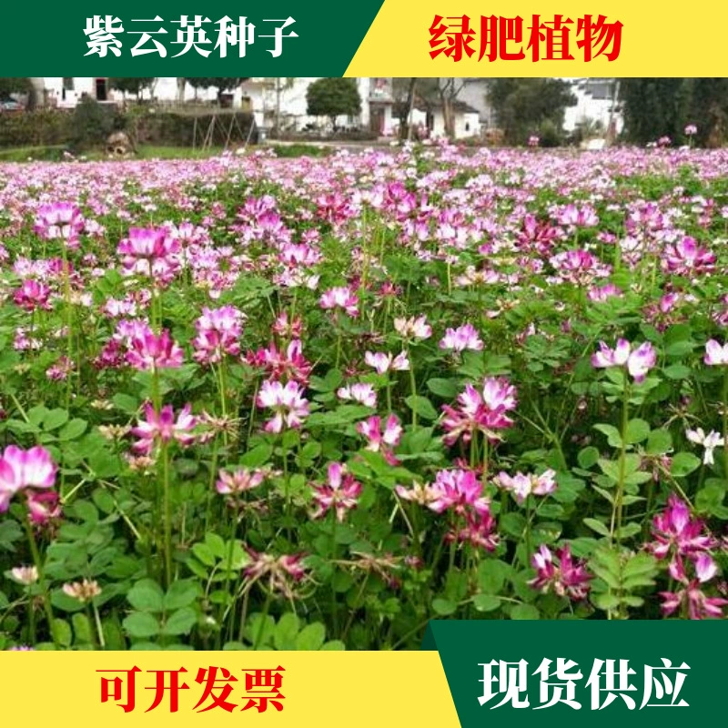 Оптовая продажа зеленого удобрения Ziyunying семена сафлопа чистая семя сад предотвращает сорняки и семена корма