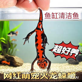 中华蝾螈小火龙好养鱼冷水鱼清道夫金鱼冷水鱼龟鳖清洁鱼