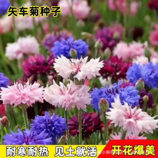 ʸ܇�շN�ӻ�ɫ�{ܽ���ļ����N�@��ͥԺ�̨���@