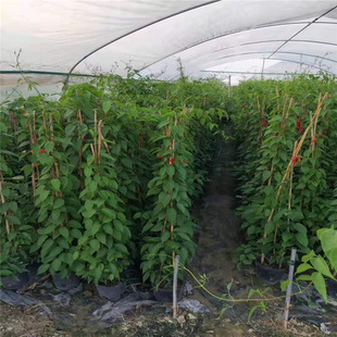 Guangdong Firecracker Flower Planting Wholesale Zhejiang Carica Garum Garlic Vine Jiangxi Firecracker Flower Price Golden Flower Vine