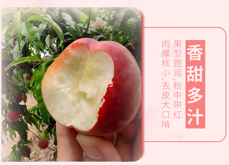 陕西水蜜桃详情_07.jpg