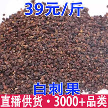 白刺果  沙漠樱桃 西藏白刺果 一件代发 量大从优