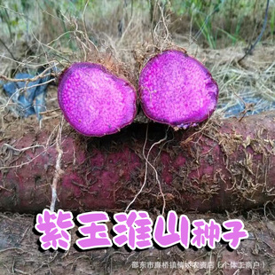 ����ɽ�N���߲˷N���ļ��߮a�r�����ɽș�N����ɫ�Lɽș�N����