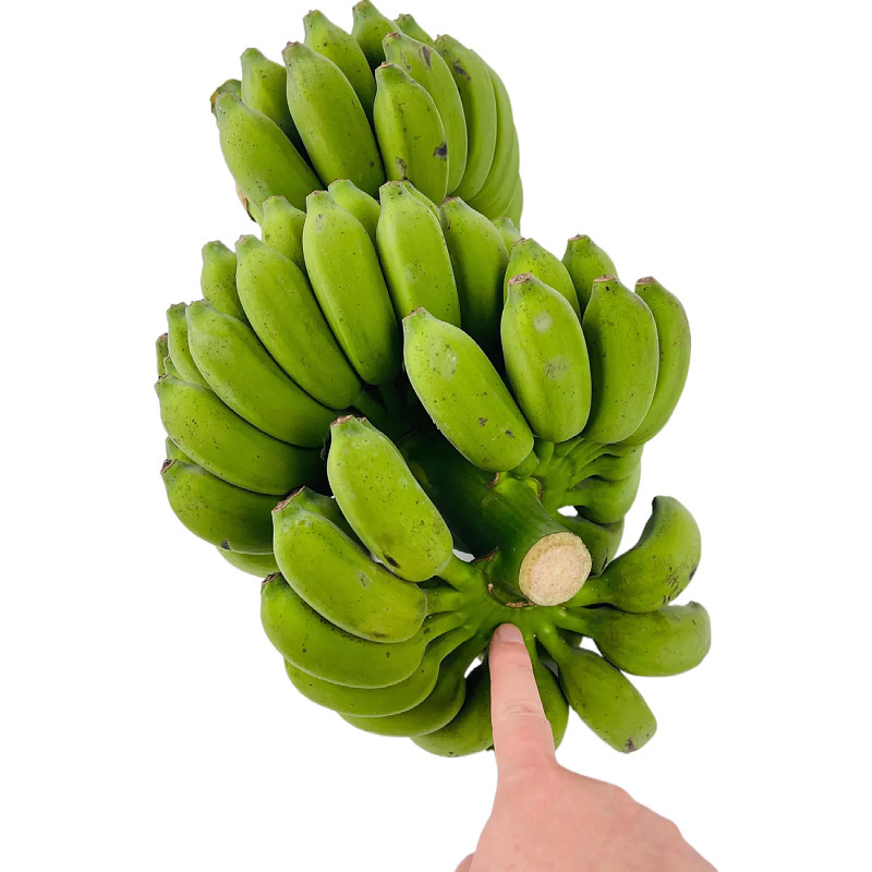 Banana Whole Bunch with Handle, Straight Hair Small Banana from Origin, No Flower, Seasonal Fruit Banana Whole Bunch, Drop Shipping