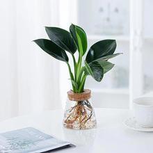 水培植物春羽虎皮兰澳洲杉室内桌面办公室植物小盆栽好养室内花