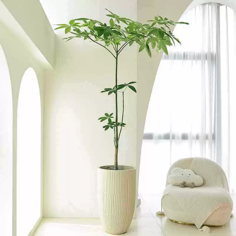 Тип гостиной Bafangfa дерево в горшках