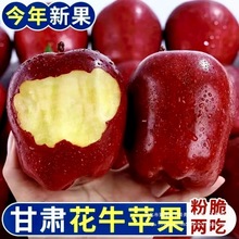 甘肃天水花牛苹果新鲜水果当季整箱现摘应季孕妇宝宝辅食粉糯香甜