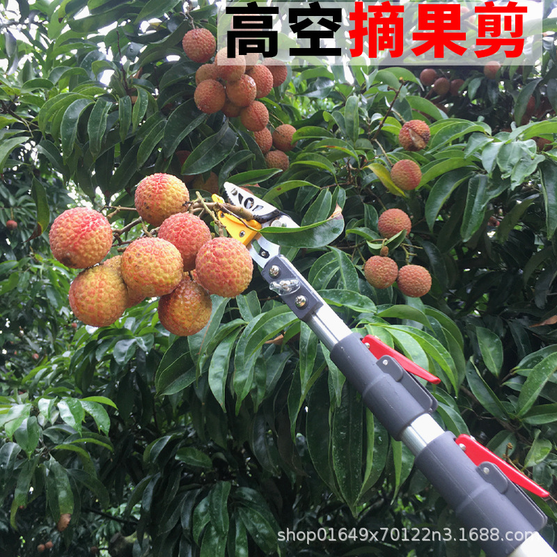厂家直销伸缩高枝摘果剪高空摘果剪高枝剪枝果园采果剪园林工具