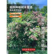 新采花种子/黄栌种子/烟树种子/花卉/彩叶树种子 林木种子 优惠了