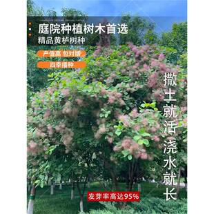 �²ɻ��N��/�S���N��/����N��/����/���~��N�� ��ľ�N�� ������