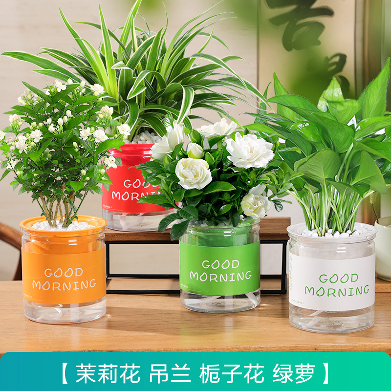 [화분 4개, 꽃과 녹색 식물] 자스민 + 치자나무 + 포토스 + 거미 식물