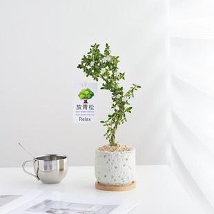 June Snow Bonsai Small Potted Old Stump Blooming Tea Table Decoration Green Plant Flower Living Room Office Easy to Maintain and Cold-Resistant