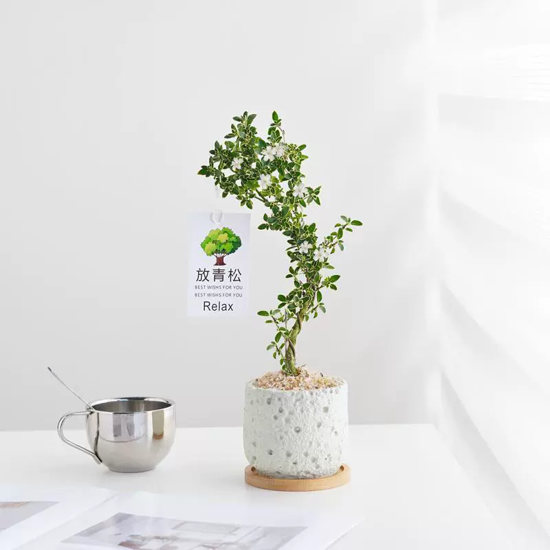 Июньский снежный бонсай, маленький горшок, старый пень, цветущий чайный столик, украшение, зеленое растение, цветок, гостиная, офис, простота обслуживания и морозостойкость