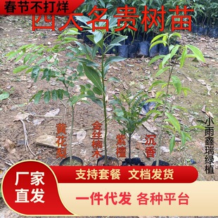 һlĴFľSzľ糣GֲС