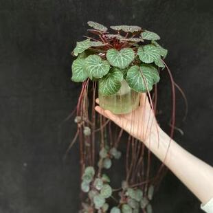 �����ݵ���z���~���ԾGֲ�ļ��_���^�pș�õ��mƷ�N��ȫ���X����