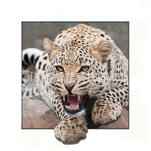 �S��ֱ�N �������w��/3D/5D/���S��ńӑB/���S���w��
