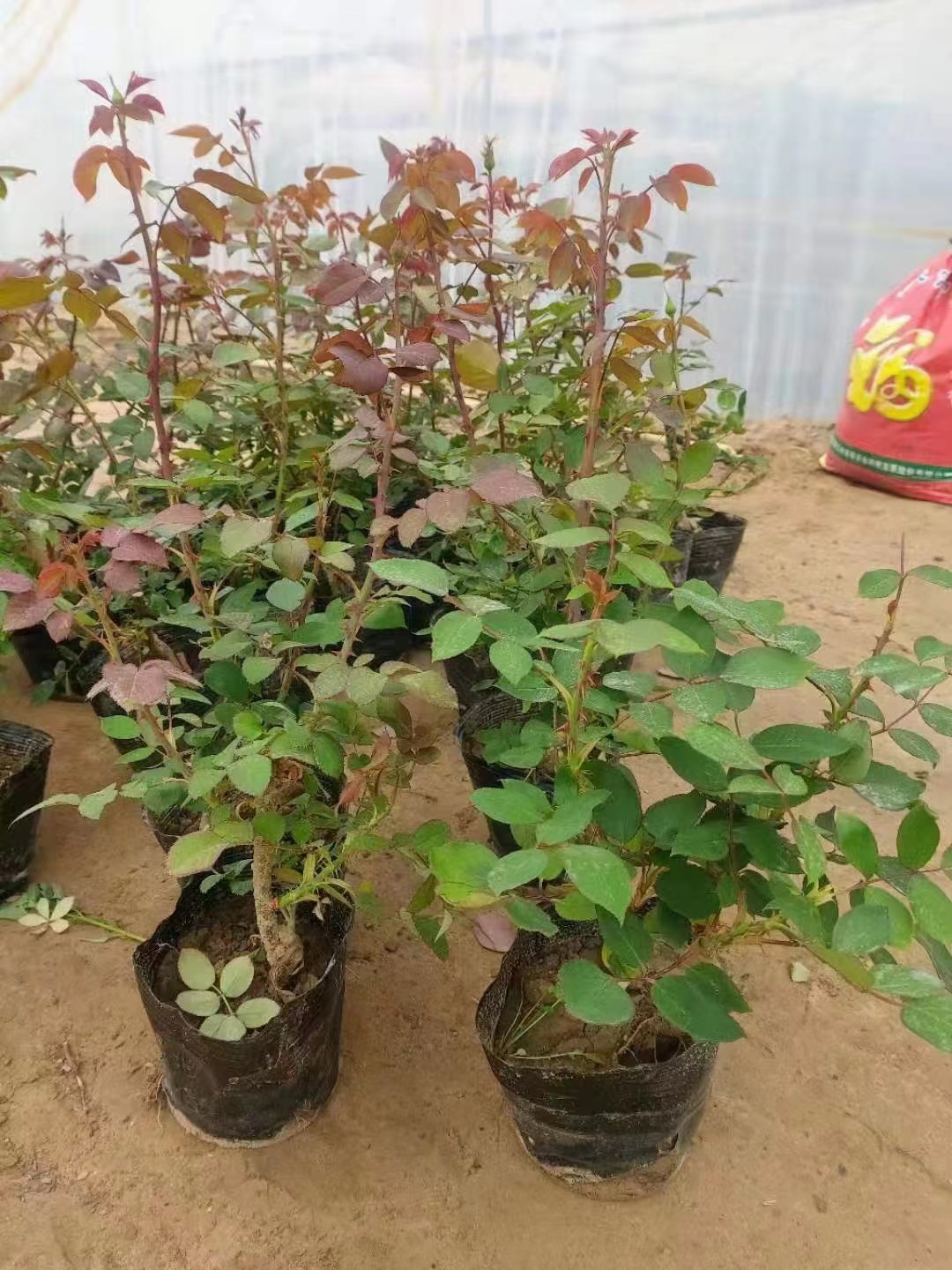 基地大量月季优质月季苗爬藤月季别墅栽月季公园栽月季地被月季苗