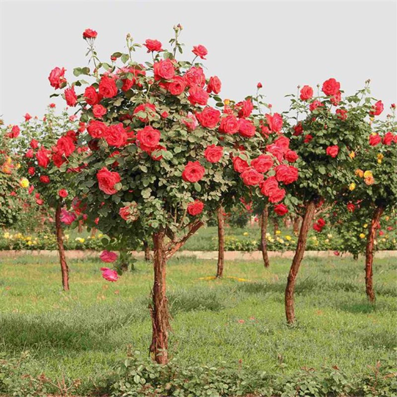 Древесная Роза-основа оптом для прививки пня с цветком, многоцветным, цветущим высоким розовым деревом Four Seasons