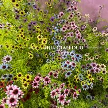 ���Ұ�շ��滨���ջ���С�r����@�L�Ҿ��b��Ĕz������@�쾰��