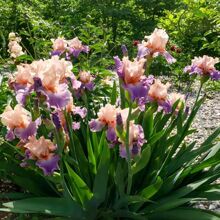 ���M���Sβ�N��������̨����ͥԺ�����׻��ͺ�����˻���ֲ��