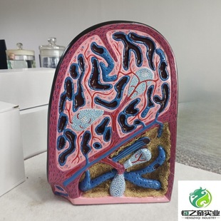 Internal Structure Model of Animal Spleen Anatomy, Spleen Anatomy Amplification Model, Spleen Internal Structure Model