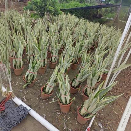 万年麻 基地批发 产地批发 各种 灌木 地被植物 行道绿化树